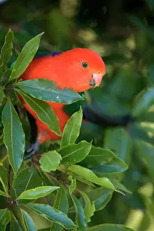 Alisterus: Australian King Parrot