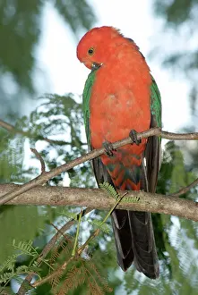 Alisterus: Australian King Parrot