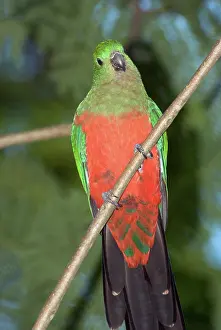 Alisterus: Australian King Parrot