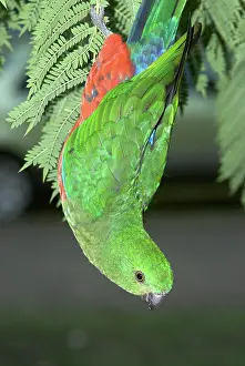 Alisterus: Australian King Parrot