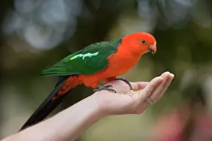Alisterus: Australian King Parrot - adult male sits on the