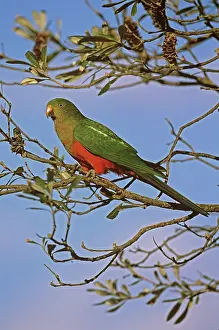 Auscape International: Australian King Parrot - female