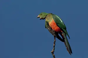 Alisterus: Australian King Parrot female calling from a tree top