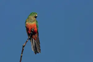 Alisterus: Australian King Parrot female perched on a tree top A