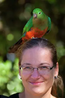 Alisterus: Australian King Parrot - female sits on the head