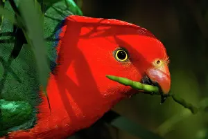 Auscape International: Australian King Parrot / King-Parrot - feeding