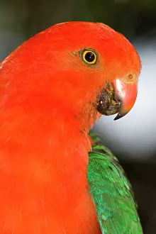 Alisterus: Australian King Parrot. male