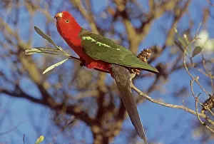 Auscape International: Australian King Parrot - male
