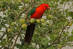 Alisterus: Australian King Parrot male