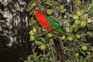 Alisterus: Australian King Parrot male