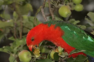 Alisterus: Australian King Parrot male