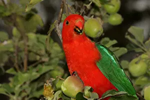 Alisterus: Australian King Parrot male