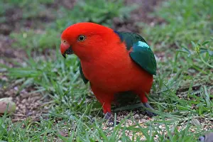 Alisterus: Australian King Parrot male
