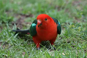 Alisterus: Australian King Parrot male