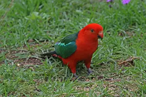 Alisterus: Australian King Parrot male