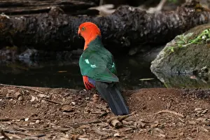120618: Australian King Parrot male