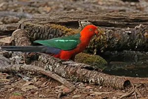 120618: Australian King Parrot male