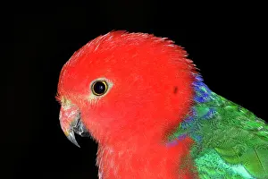 Alisterus: Australian king parrot, male, captive specimen