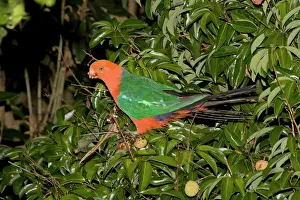 Eric Lindgren: Australian King Parrot - male - feeds on fruit