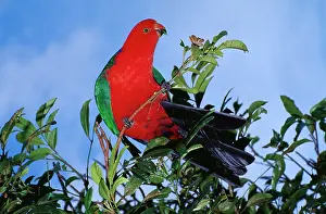 Alisterus: Australian King-Parrot - male, perching in tree