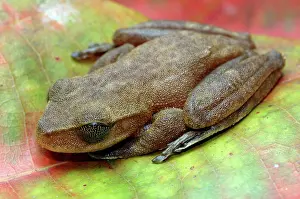 Eyelid: Australian Lace-lid Frog with eyelid closed