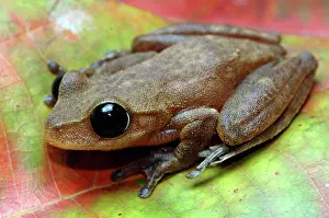 Eyelid: Australian Lace-lid Frog with eyelid open