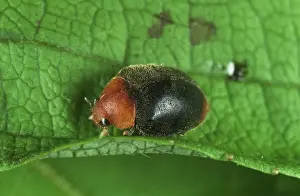 Agent: Australian ladybird