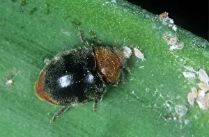 Glasshouse: Australian ladybird