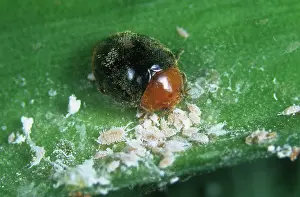 Glasshouse: Australian ladybird