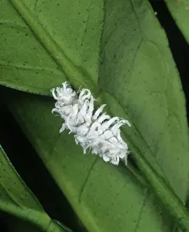 Control: Australian ladybird larva