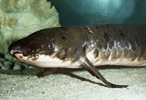 Lungfish: AUSTRALIAN LUNGFISH