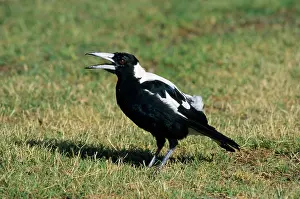 Gymnorhina: Australian Magpie