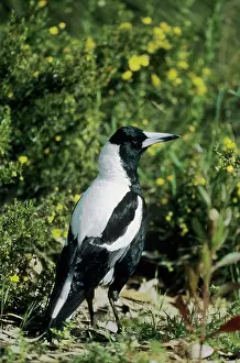Gymnorhina: Australian Magpie