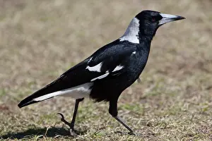 Cracticus: Australian Magpie