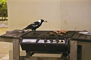 Picking: Australian Magpie