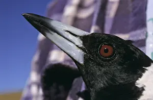 Archosauria: Australian Magpie