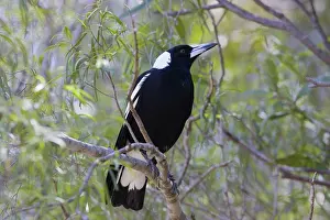 Cracticus: Australian Magpie