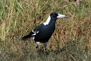 Gymnorhina: Australian Magpie - adult Black-backed form