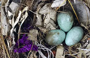 Bushy: Australian Magpie Eggs