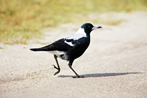 Cracticus: Australian Magpie - A female of the white-backed race