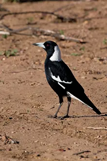 Magpie: Australian Magpie - standing on the ground on the