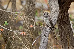 Nightjar: Australian Owlet-Nightjar