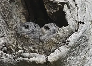 Cities: Australian Owlet-nightjar (Aegotheles cristatus)