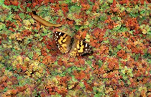 Vanessa: Australian painted lady butterfly - drinking at