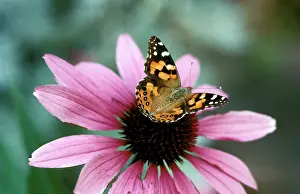 Vanessa: Australian Painted Lady Butterfly - on Echinacea