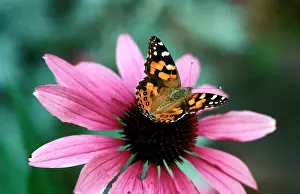 Vanessa: Australian painted lady butterfly - on Purple coneflower