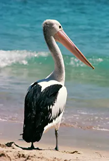Conspicillatus: Australian Pelican