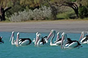 Conspicillatus: Australian Pelican