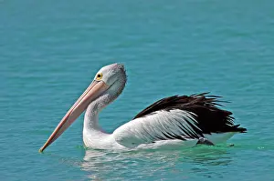 Conspicillatus: Australian Pelican