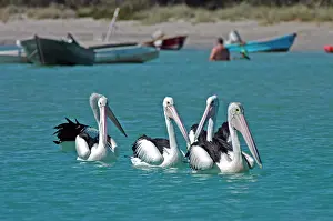 Conspicillatus: Australian Pelican